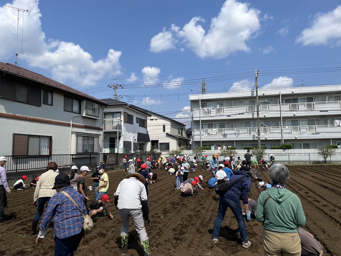 ひまわりの種まきの様子