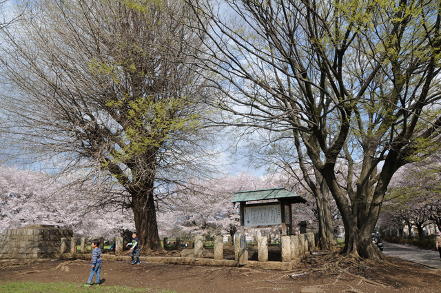 七重塔跡と桜の写真
