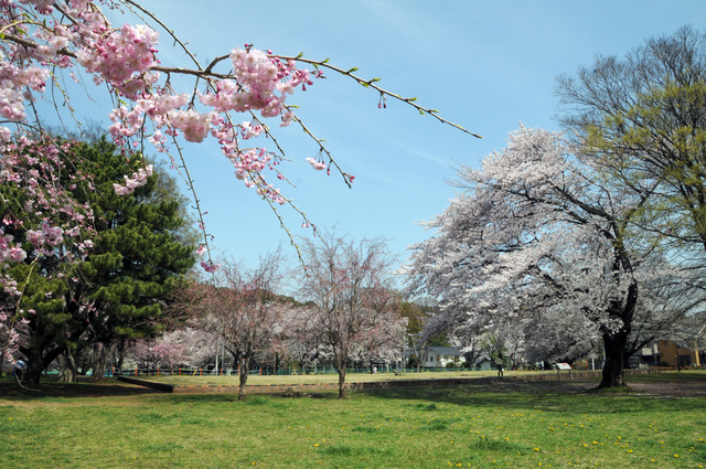 武蔵国分僧寺跡と桜の写真