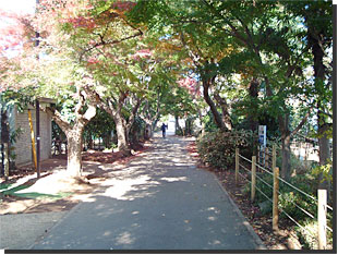 もみじ橋遊歩道の画像1