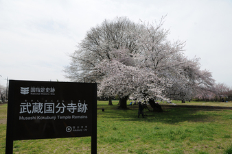 国史跡武蔵国分寺跡の写真