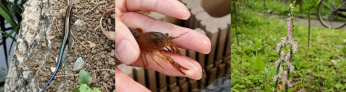 ヒガシニホントカゲ、アメリカザリガニ、ネジバナの写真